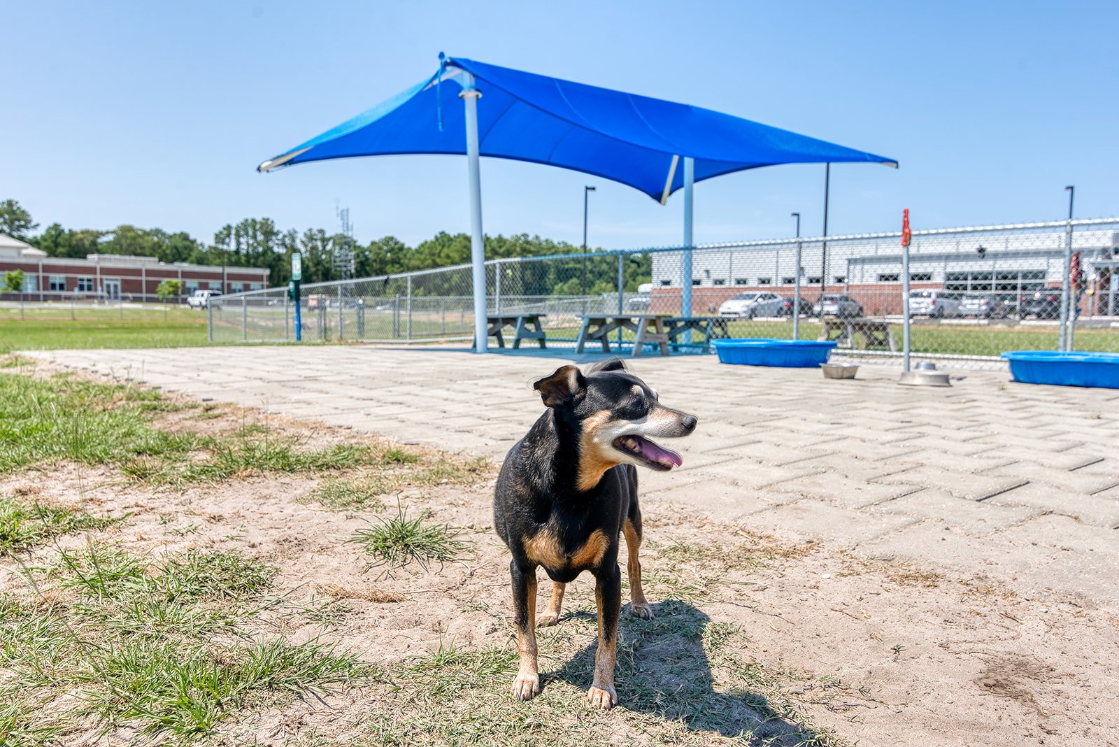 Image of a small black dog resting while playing in the Manteo dog park.