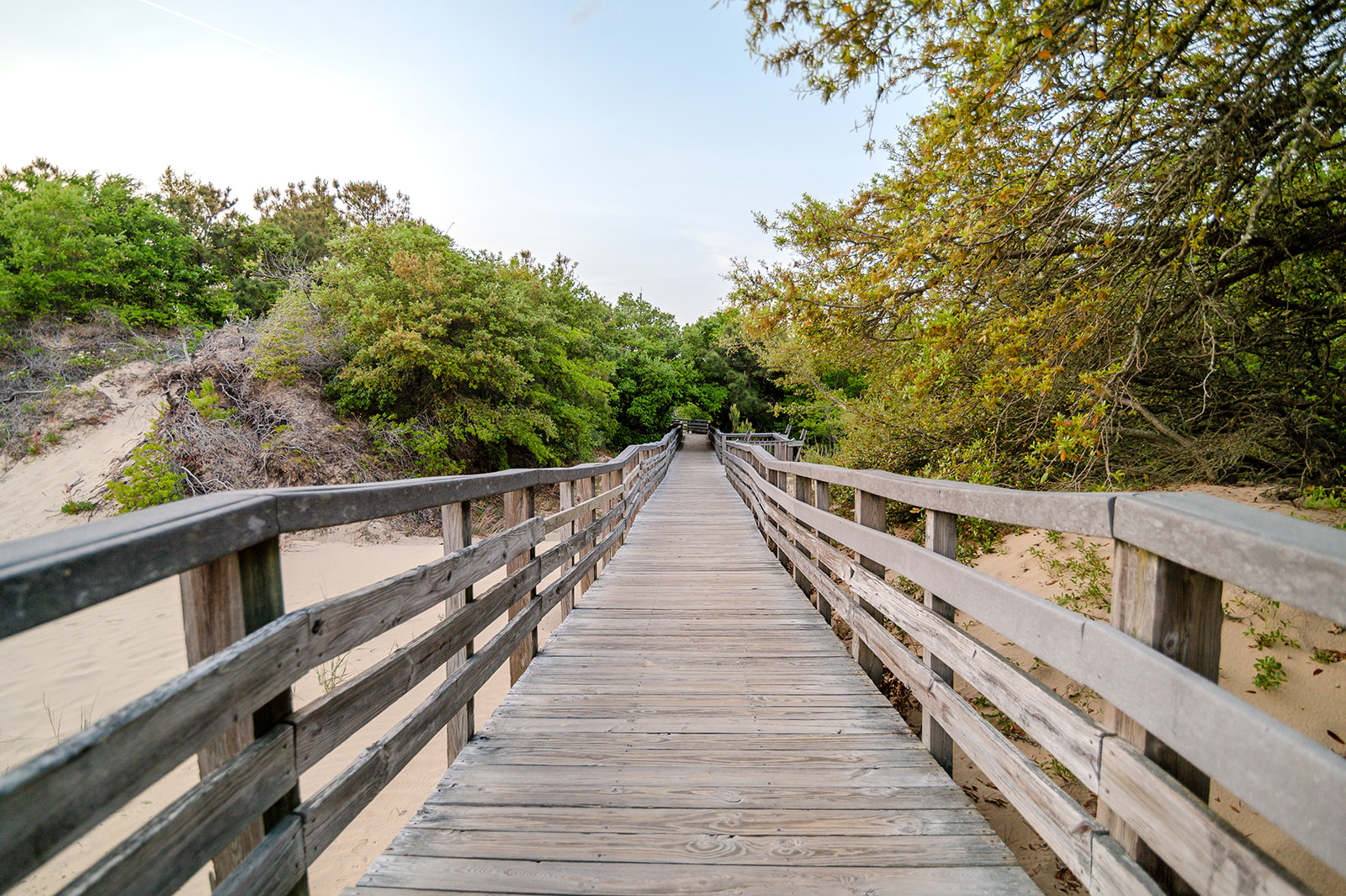 Image of a boardwalk leading into a sandy, live oak tree-filled forest.