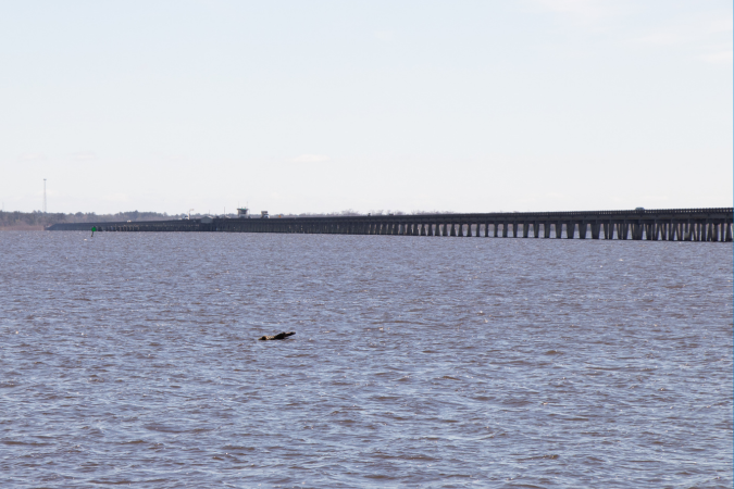 Photo of the Alligator River Bridge taken March 2023