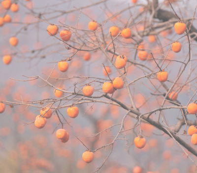 Images of persimmon fruit on bare tree branches.